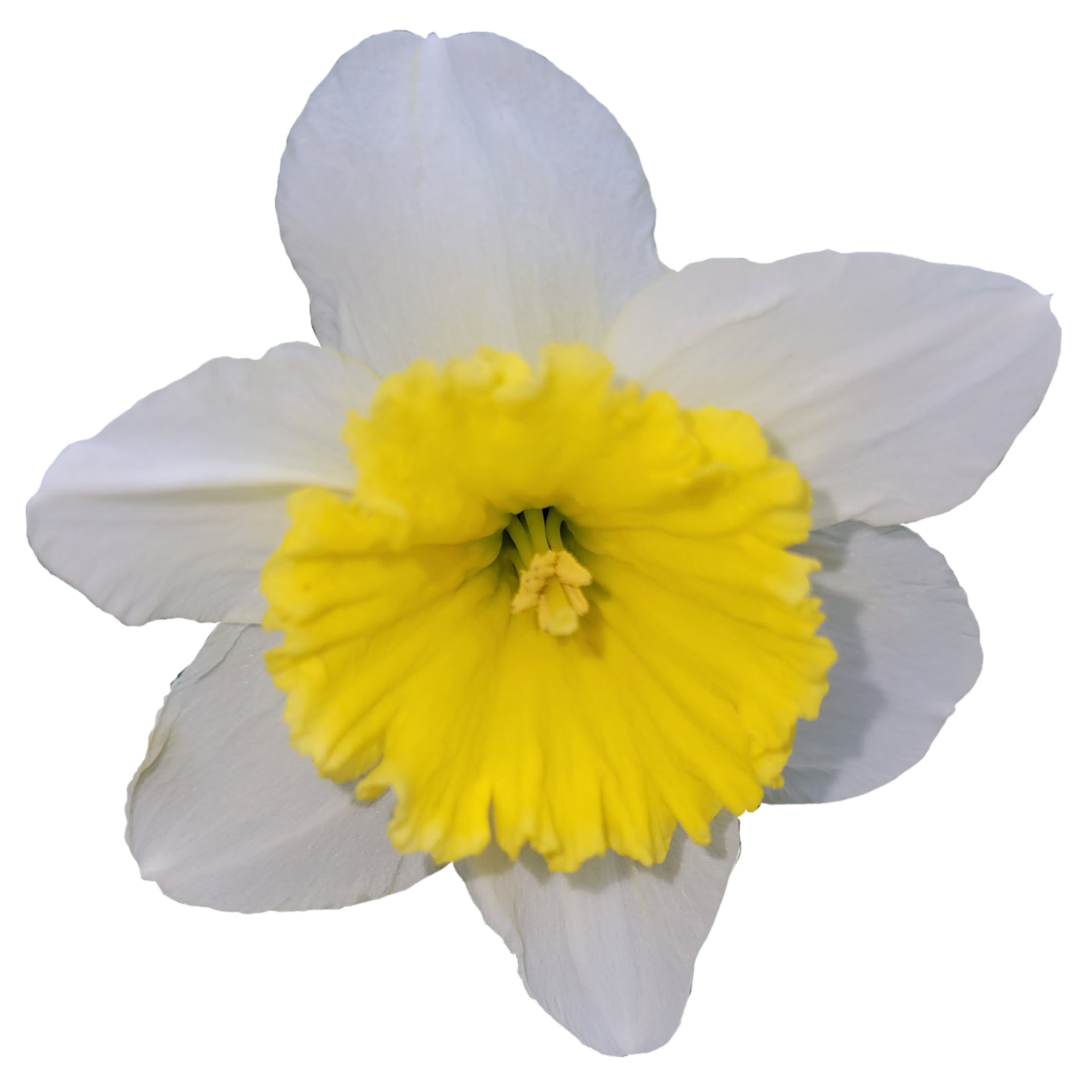 Beautiful Wild daffodil Flowers 21506124 PNG