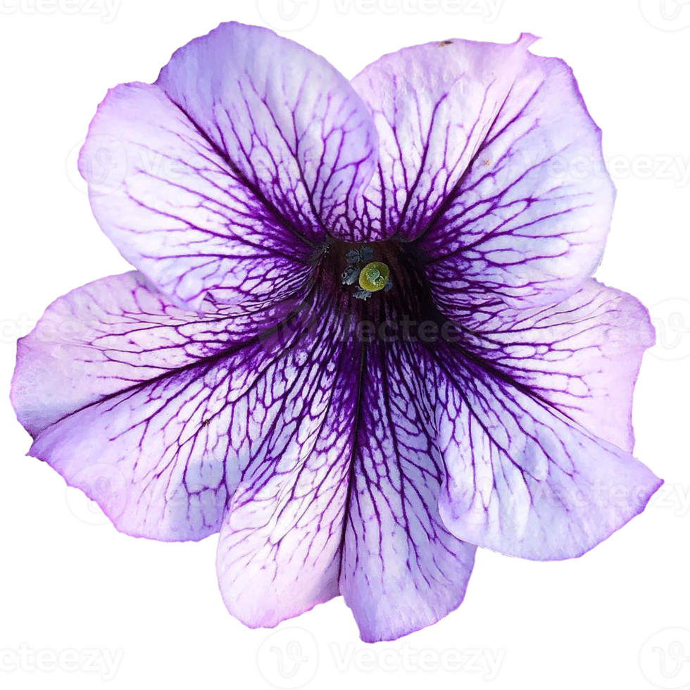 Purple pituna flower png