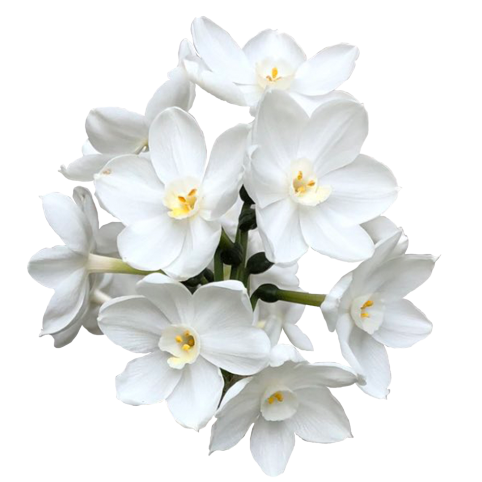 hermosa papel blanco narciso flores png