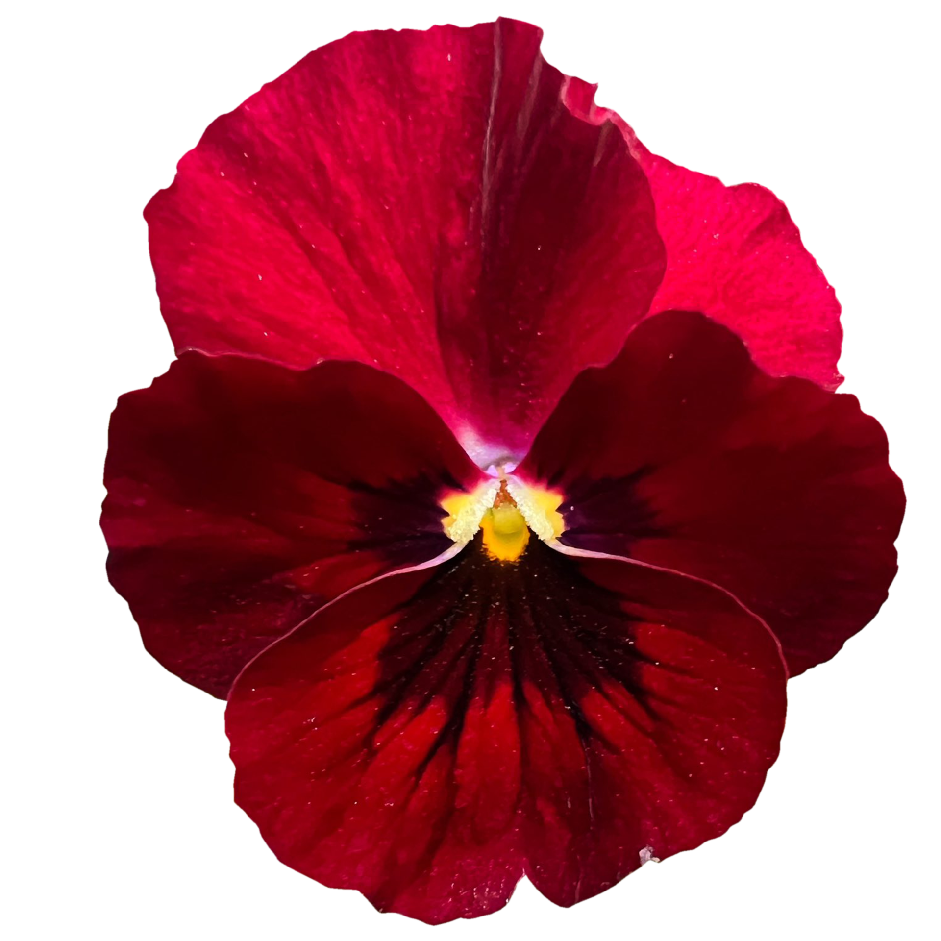 Beautiful Red Viola Flowers 21506129 PNG