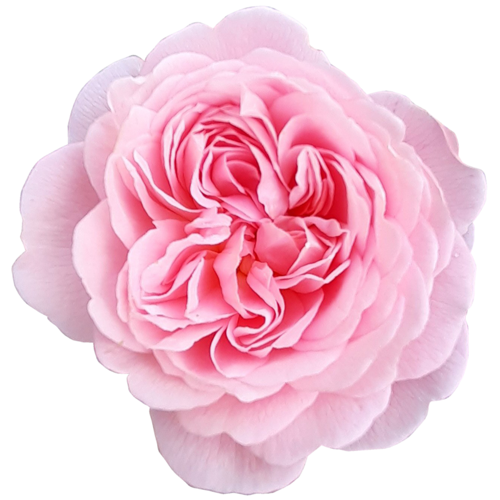 Beautiful pink rose flower png