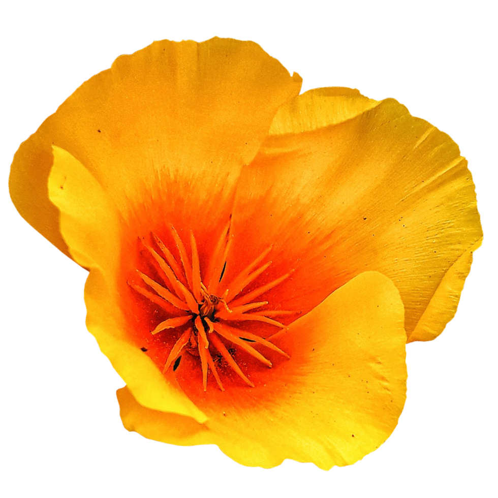 Bulbous buttercup flower png