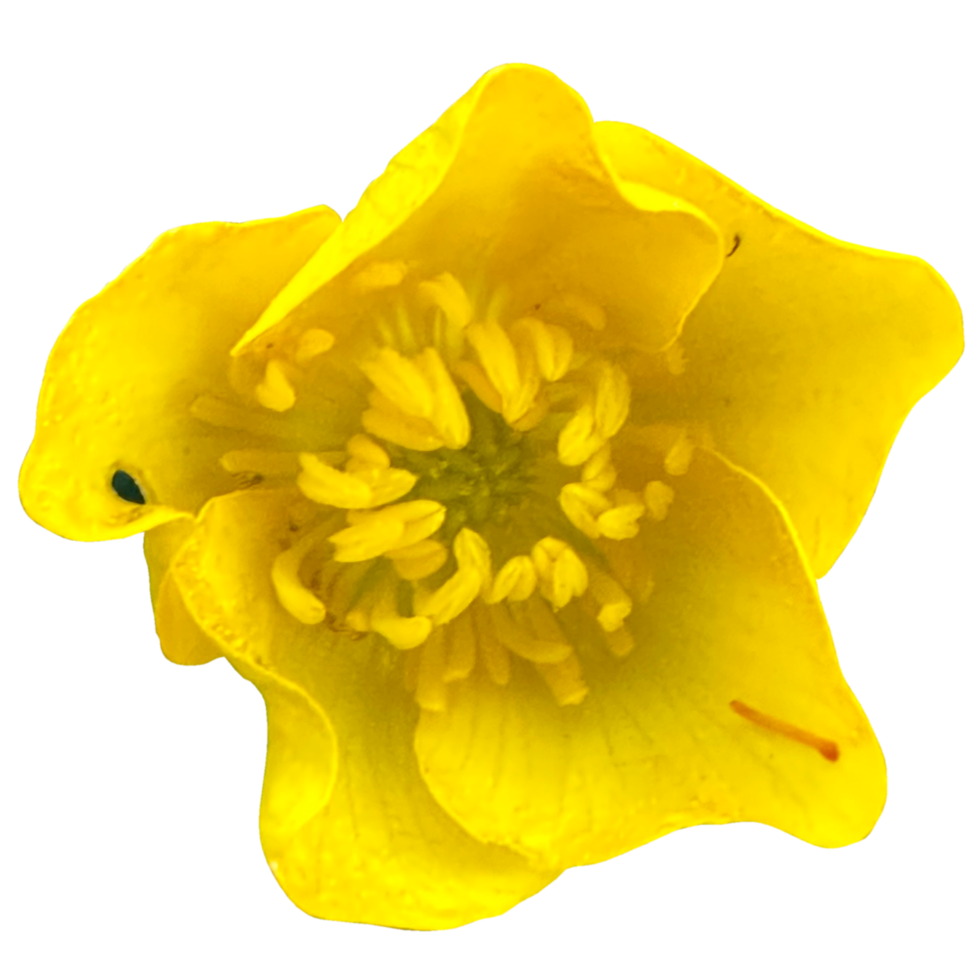 Bulbous buttercup flower 21506137 PNG