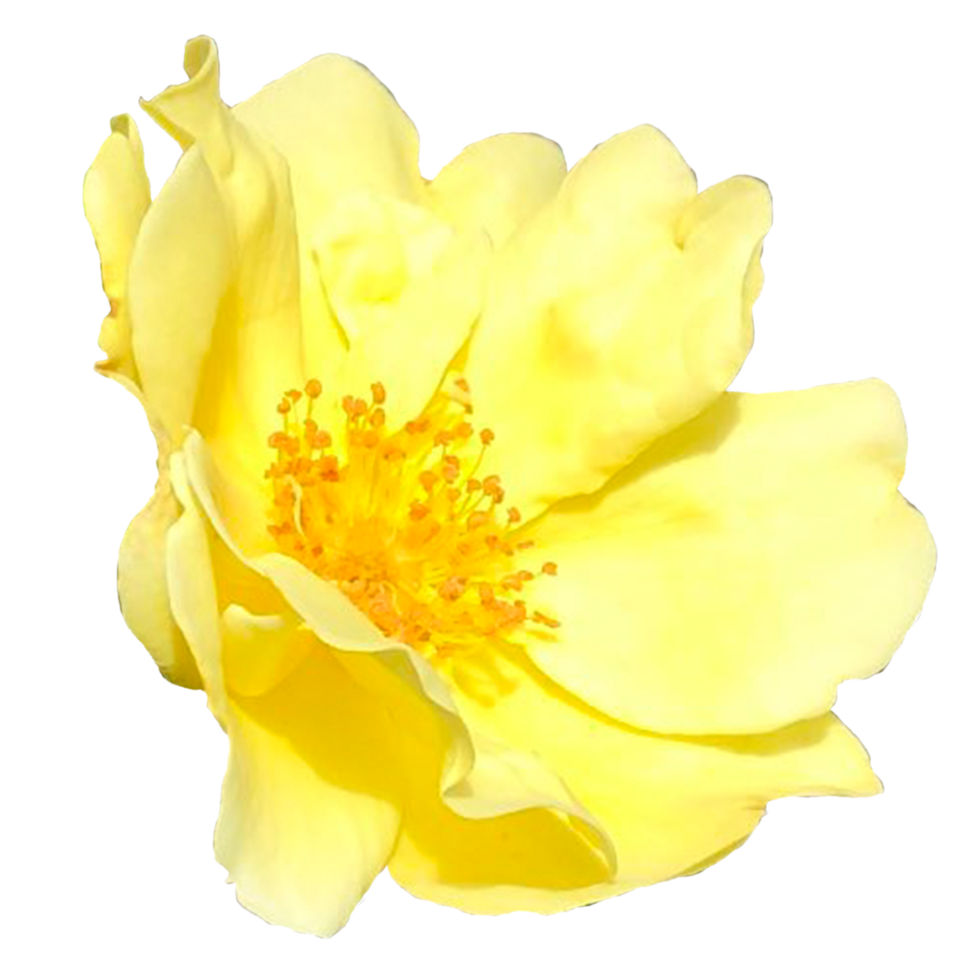 bellissimo rosa 'Harison's di giallo fiori png