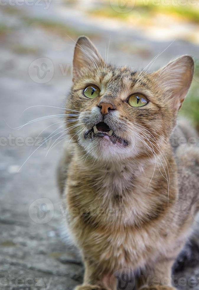 retrato de un abigarrado gato con abrió boca y vocación para comida foto