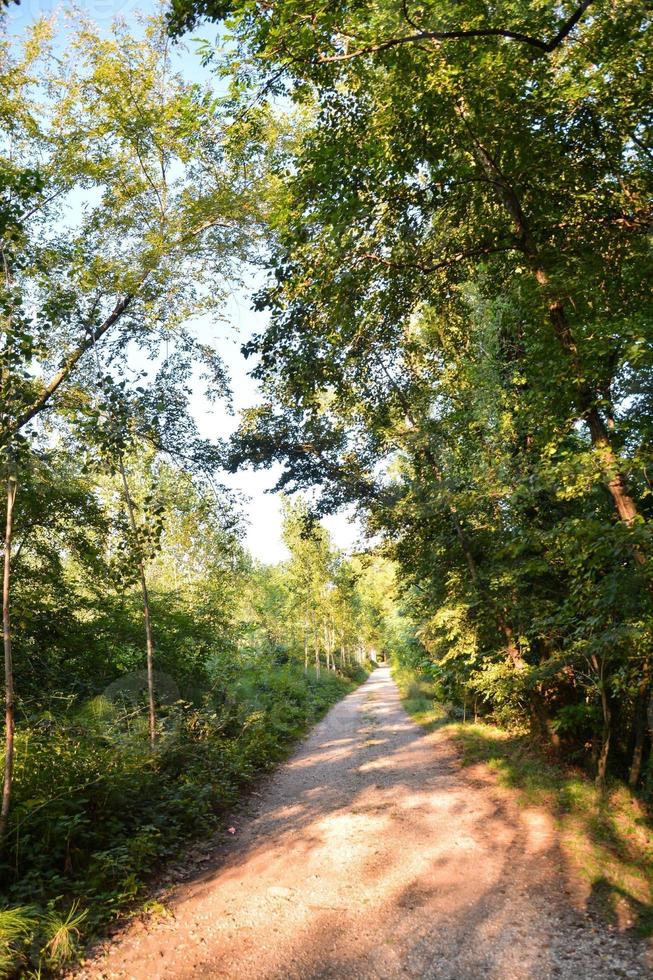 Trees in the forest photo