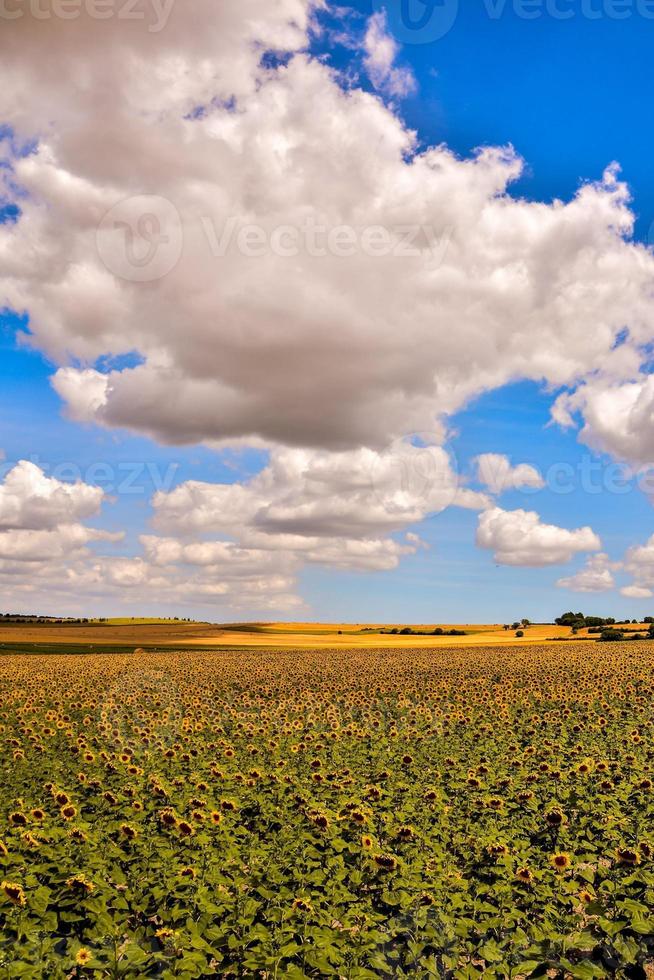 Sunflower field in summer photo