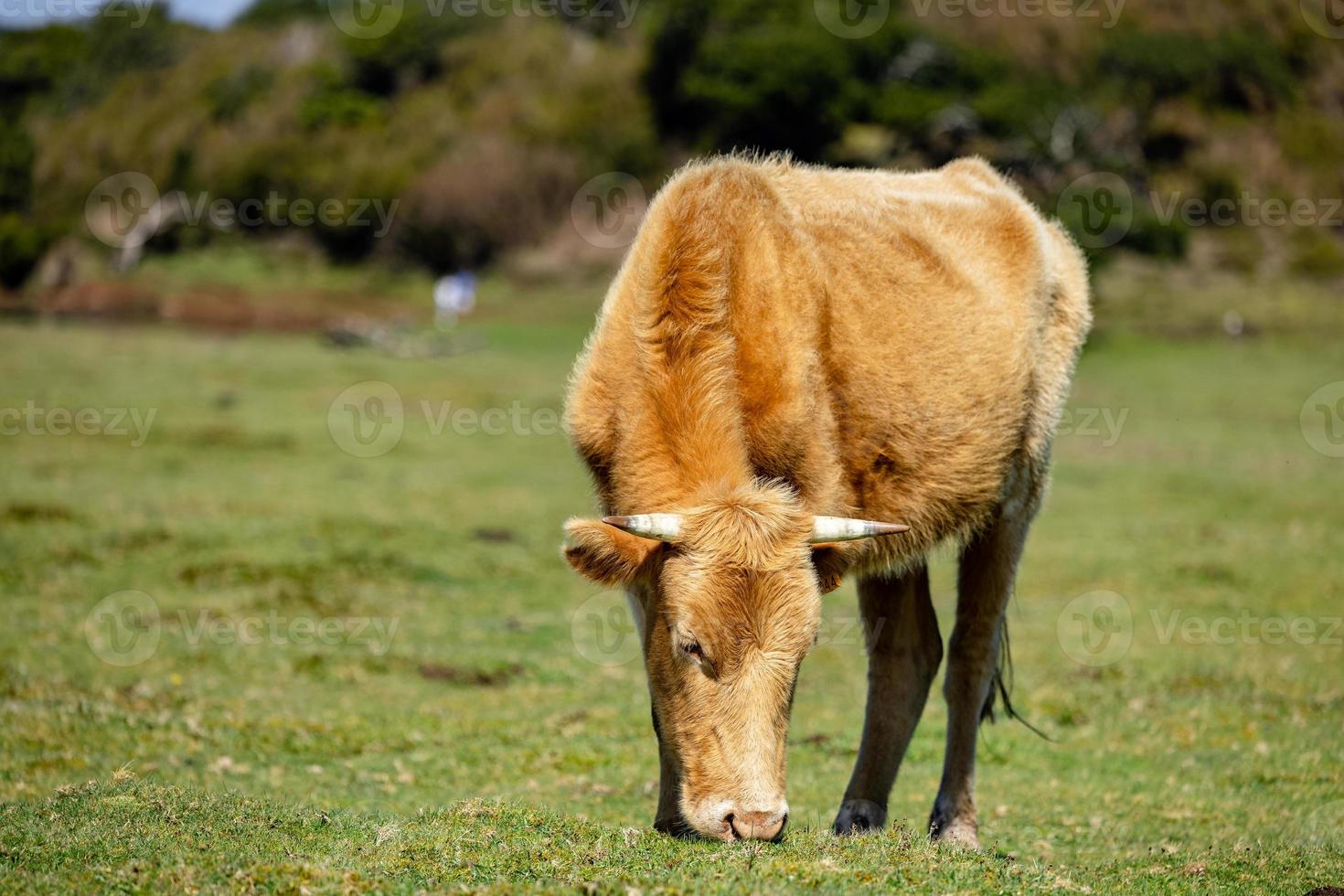 Brown cows grazing in a grass field photo