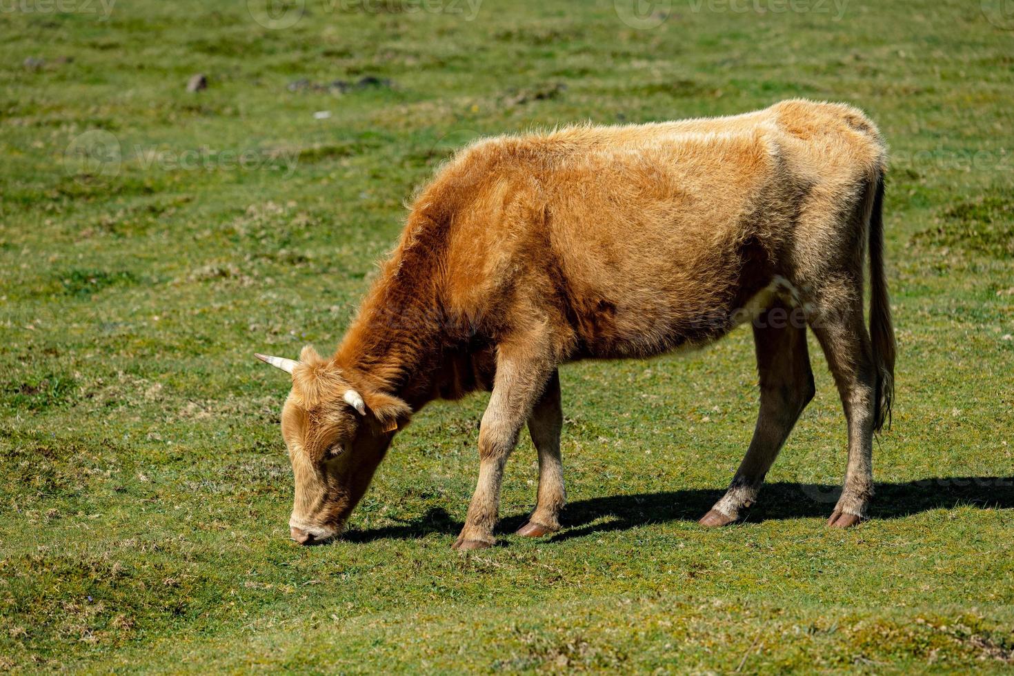 Brown cows grazing in a grass field photo