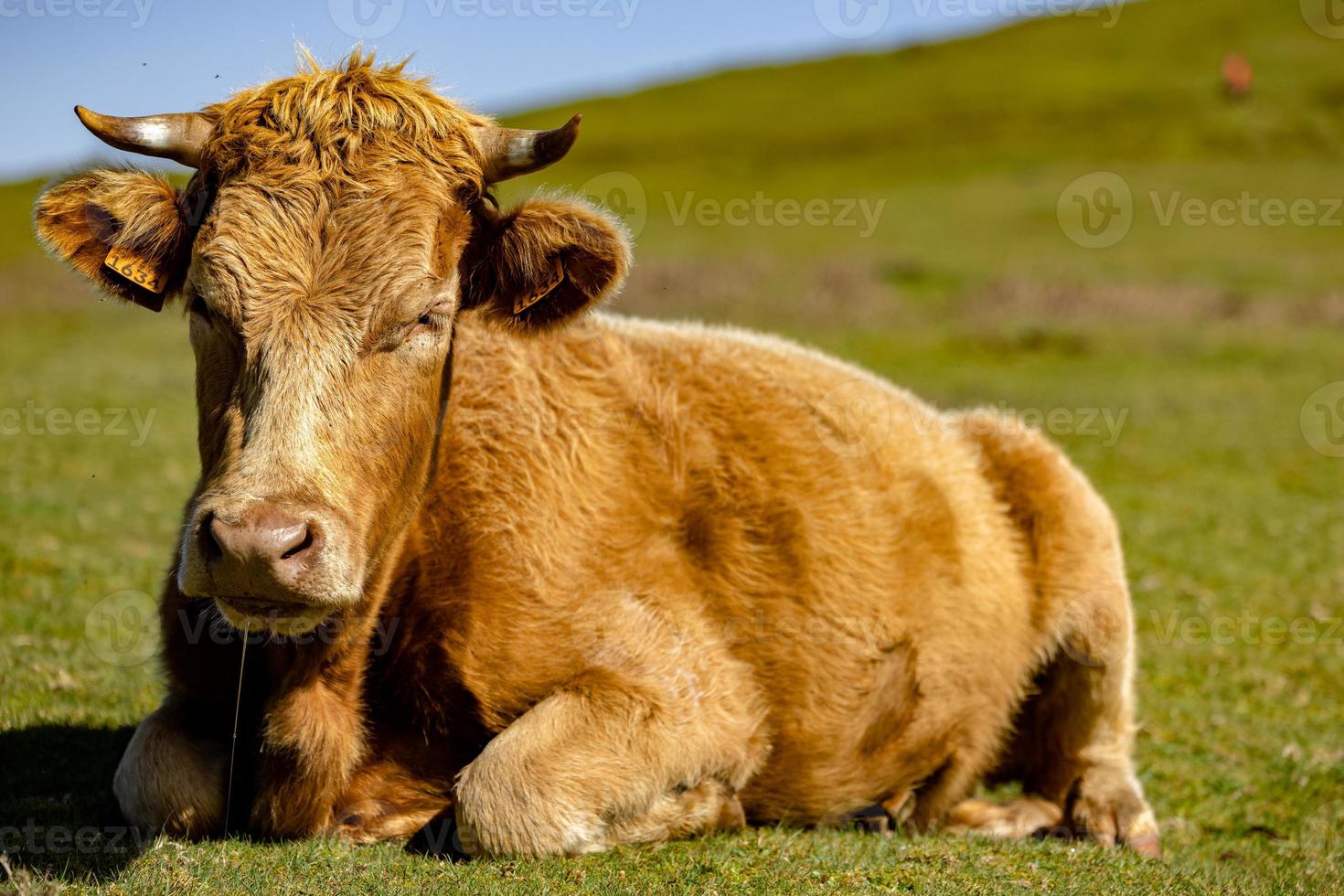 encantador vaca acostado en el pasto foto