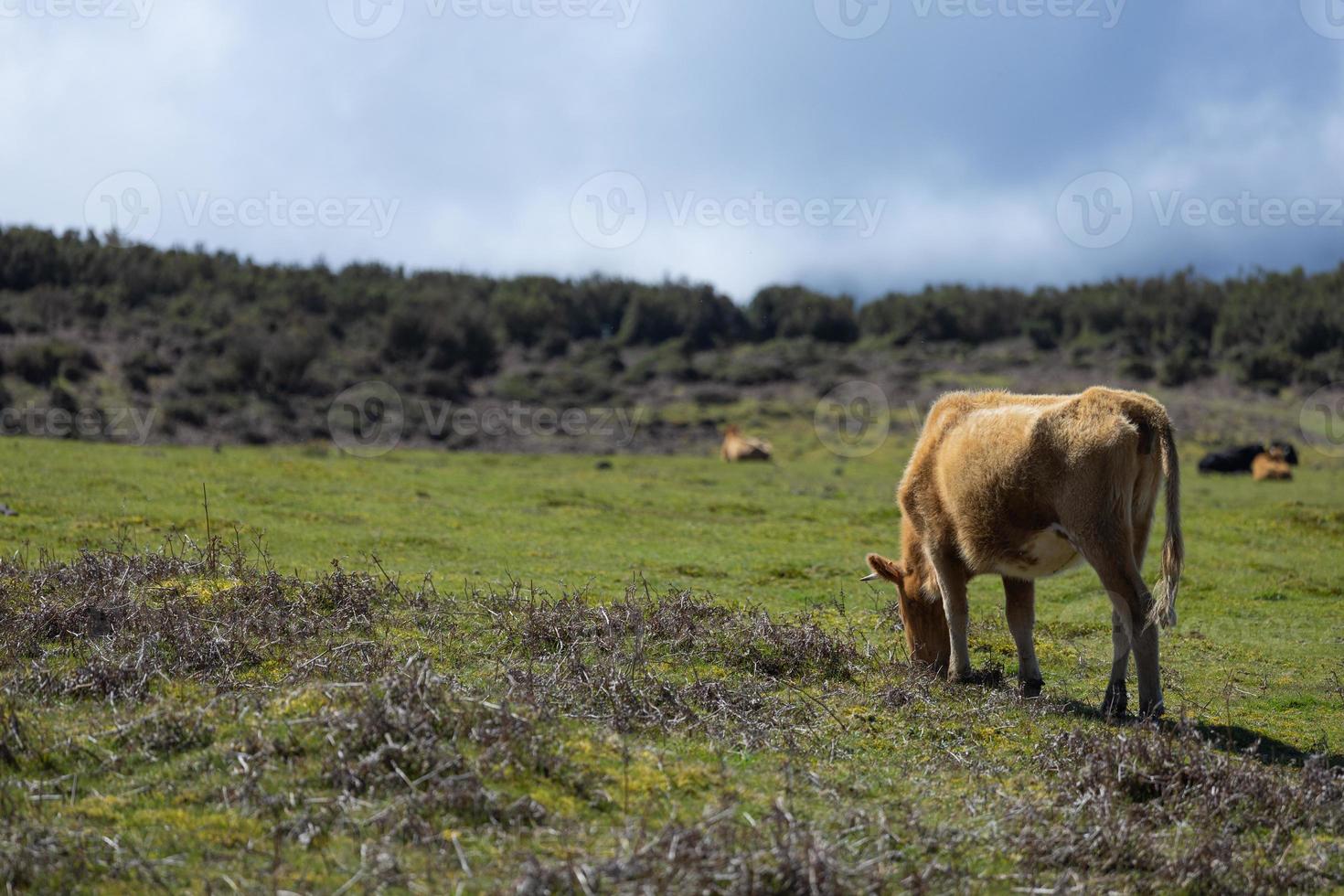 vacas en un pasto en el medio de un verde paisaje, idílico y pacífico. foto