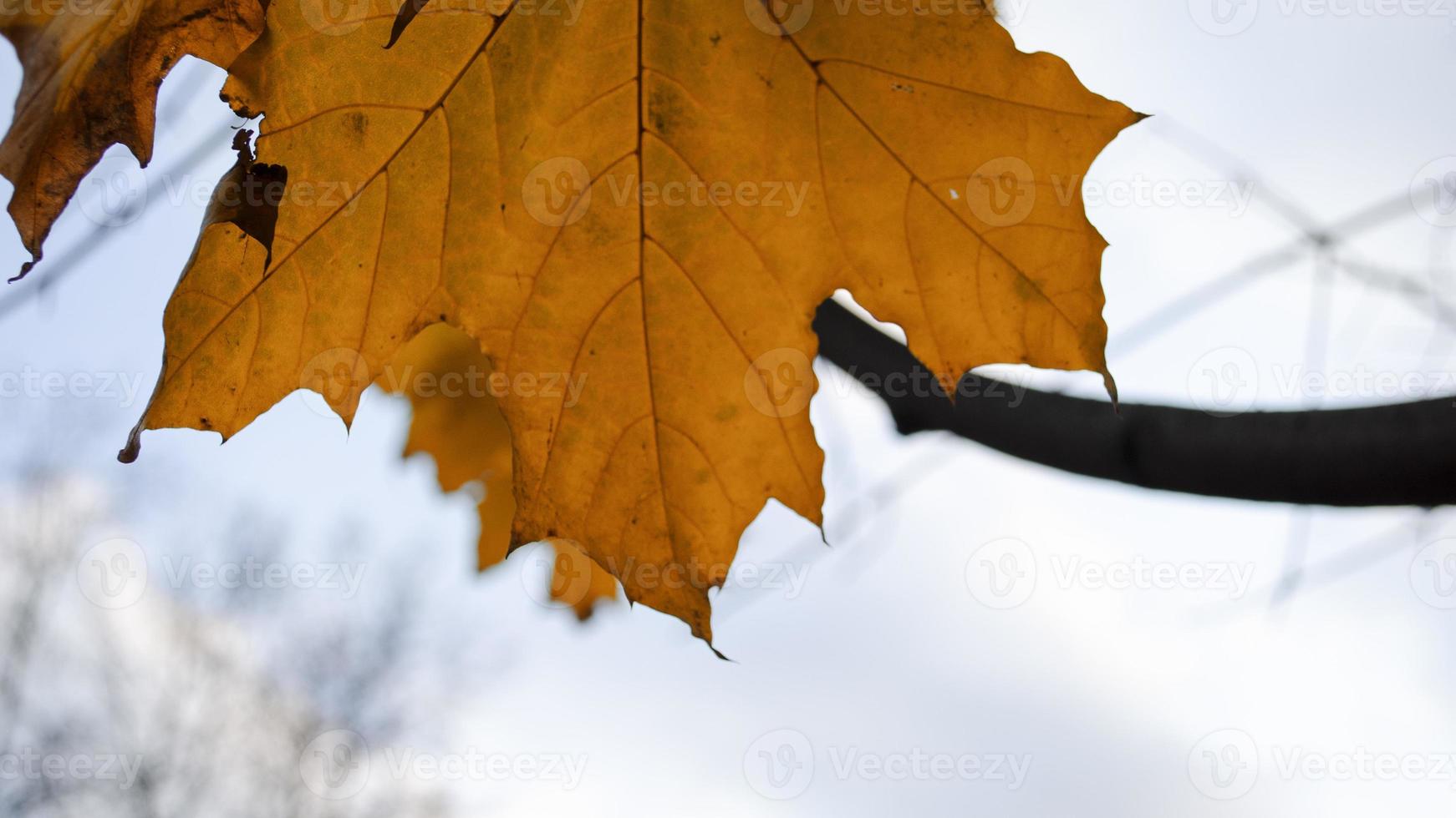 maple leaf closeup. blue sky. blurred background. space for text. photo