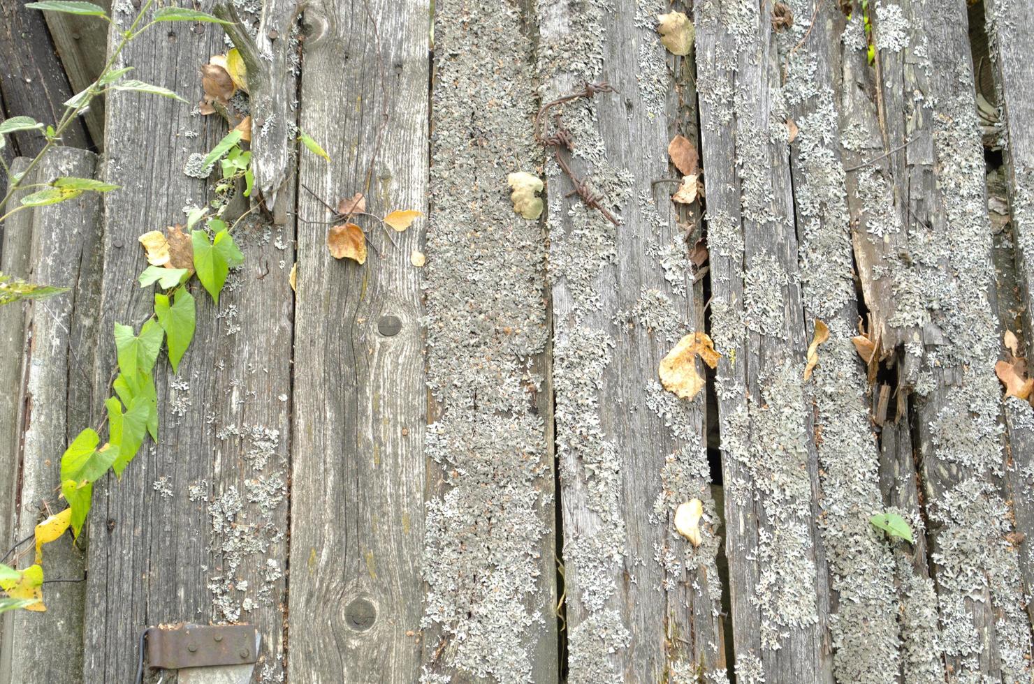 Damaged wooden fence. Old white wood planks. photo