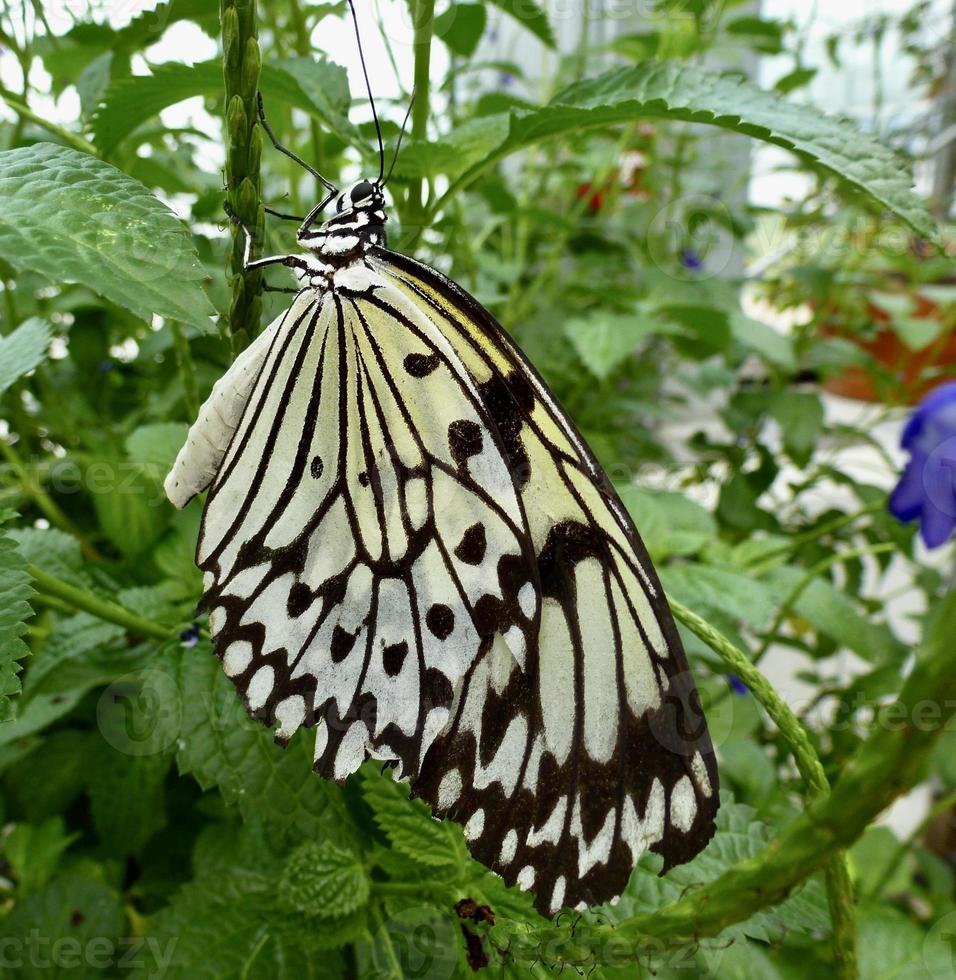 Paper KIte butterfly on green tree photo