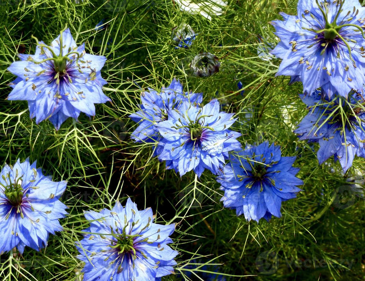 Love-in-a-mist, Nigella damascena, photo