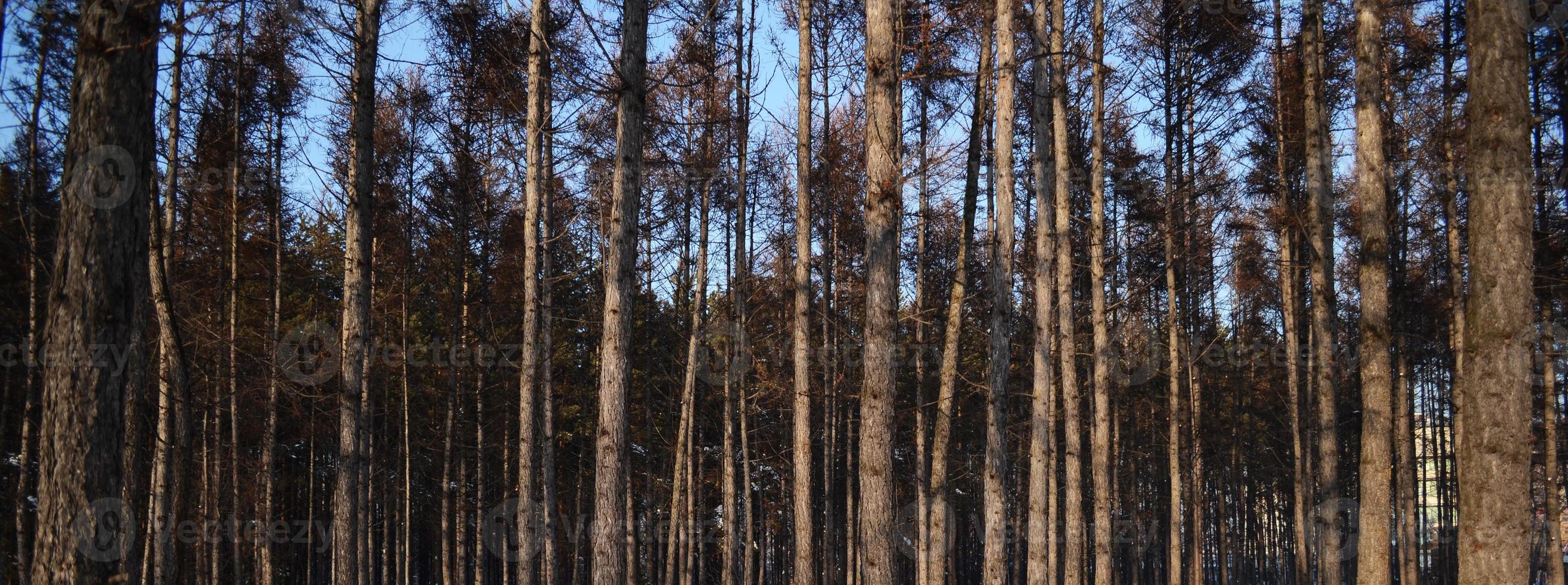 photography of pine forest, tree trunks, natural background, environment and wildlife photo