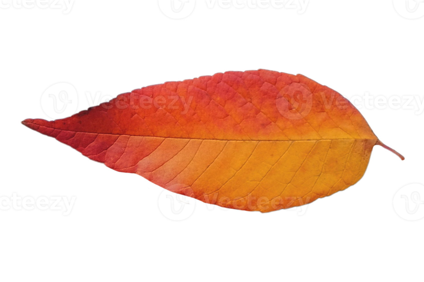 Orange leaf isolated on a transparent background png