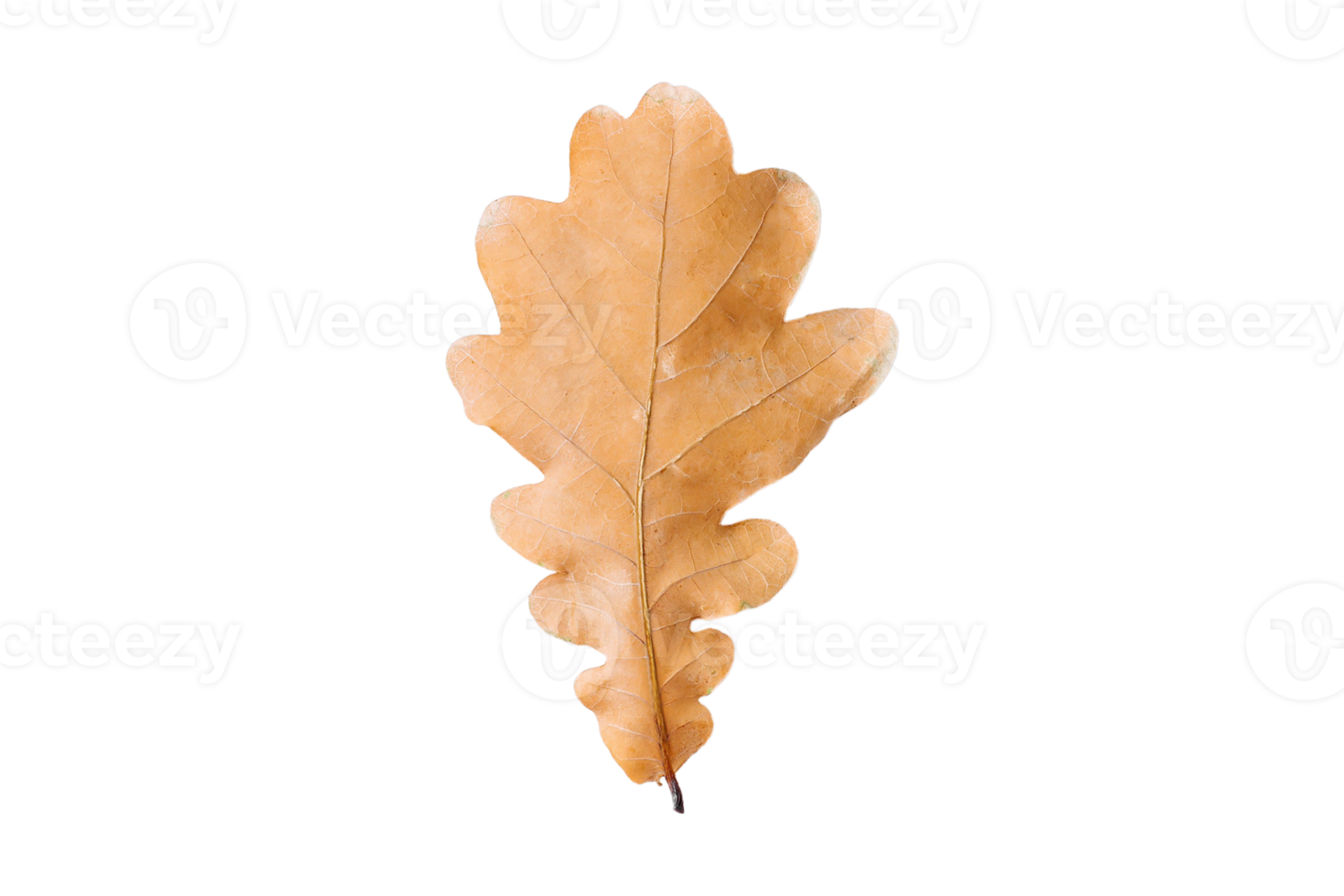 Dried leaf isolated on a transparent background png