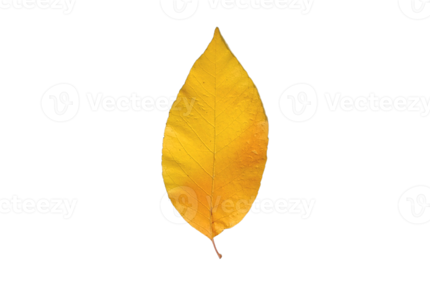 Yellow leaf isolated on a transparent background png