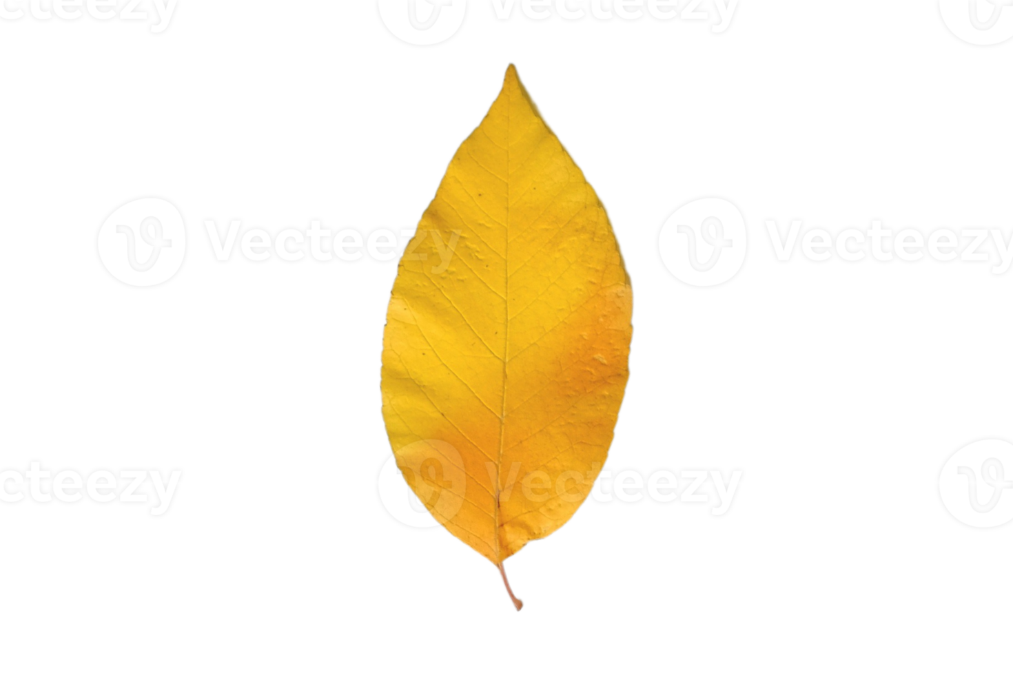 Yellow leaf isolated on a transparent background 21509081 PNG