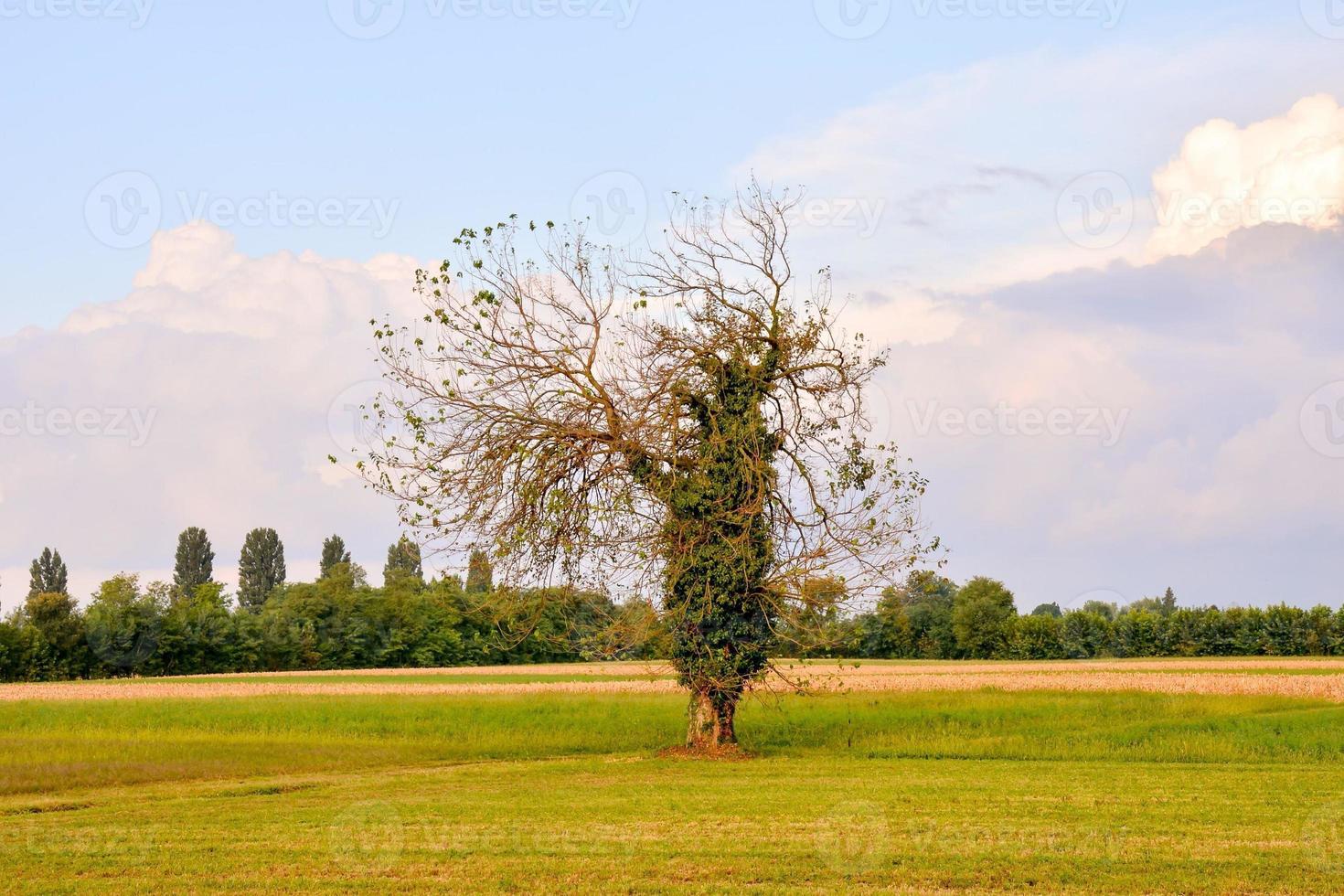 Scenic rural landscape photo