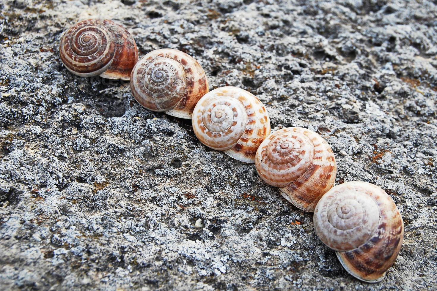 Snails shells on gray stone photo