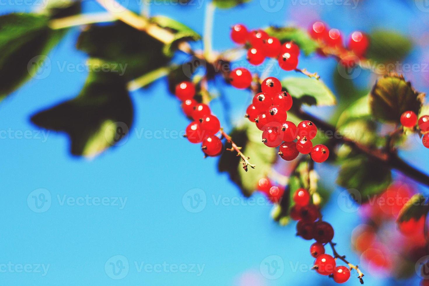 Red currant berries on a bush against blue sky in summer garden photo