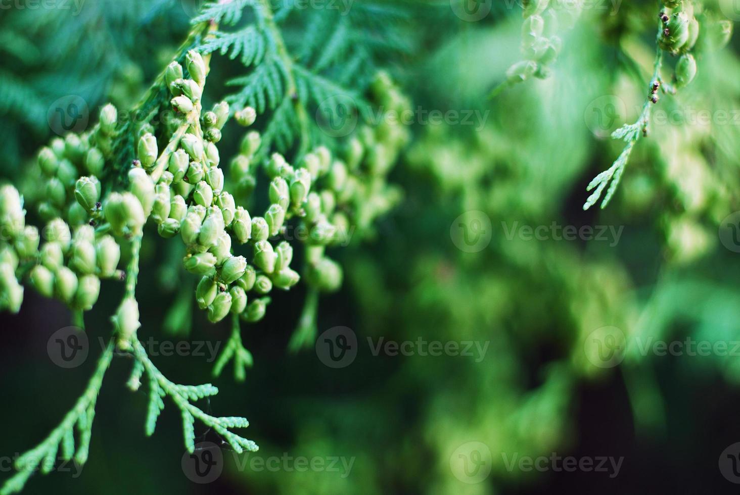 Thuja occidentalis branch with cones photo
