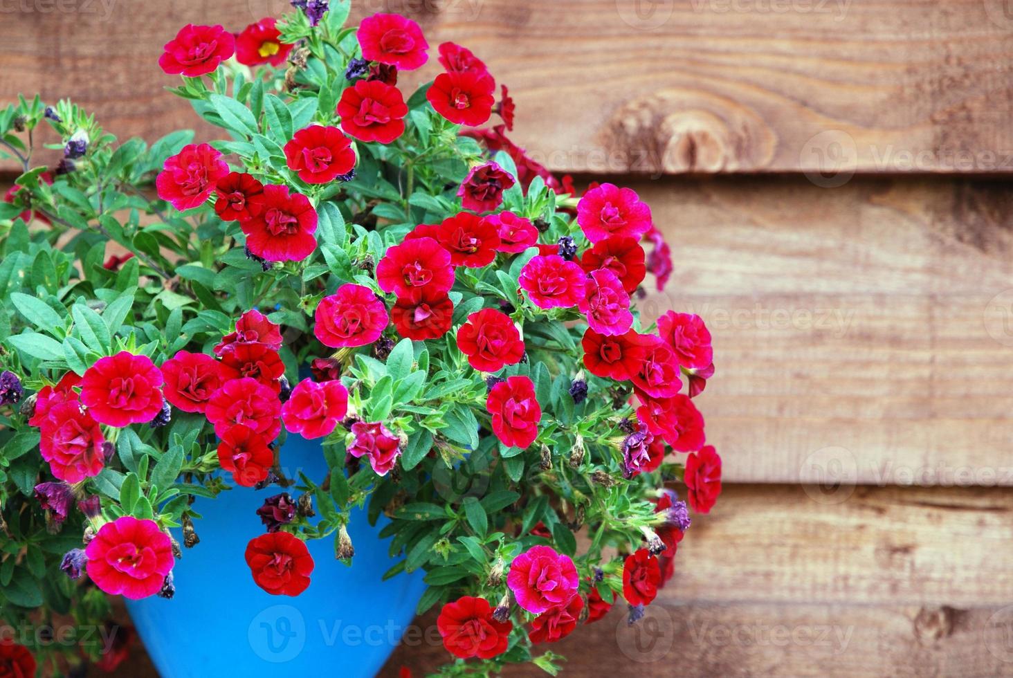 Red petunia flowers in blue pot against wooden wall, Superbells Calibrachoa Hybrid photo