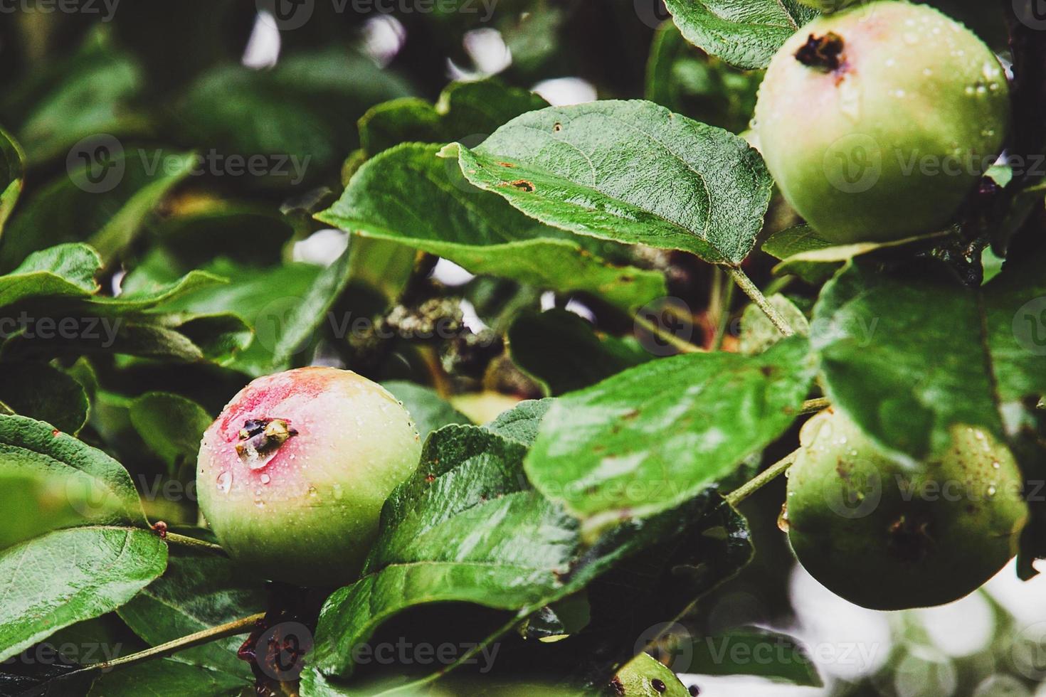 Green apples ripen on apple tree wet in the rain photo