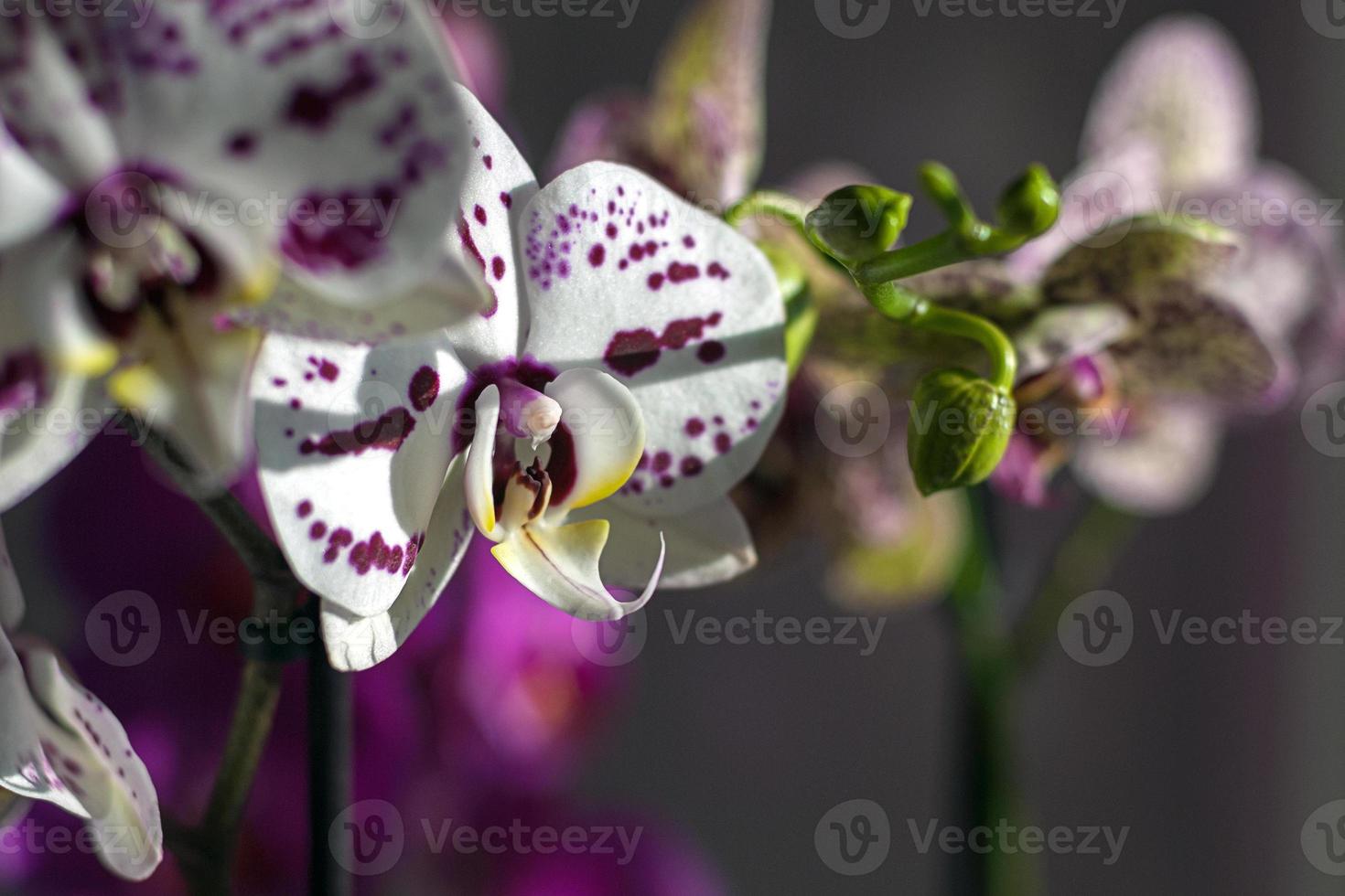 Phalaenopsis moth orchids blooming on windowsill in sunlight photo