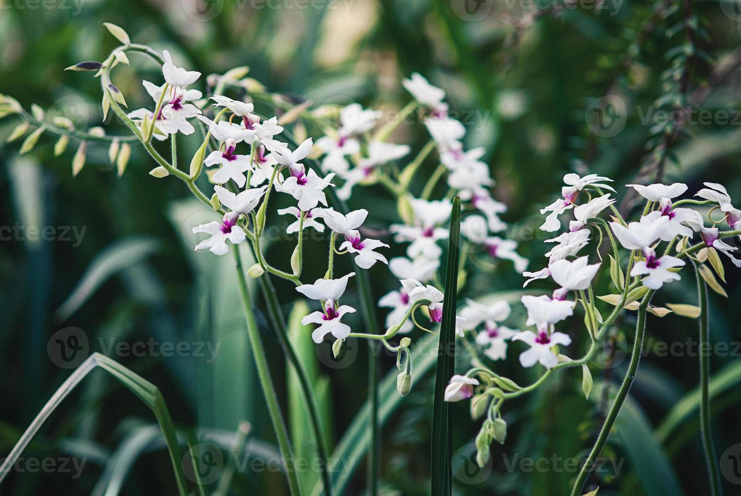 Calanthe vestita orchid flowering in botanical garden photo