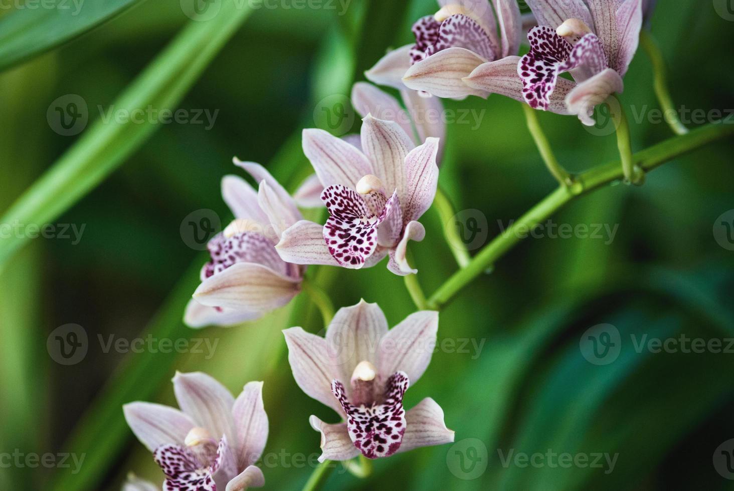 polvoriento rosado cymbidium orquídea floración en invierno jardín foto