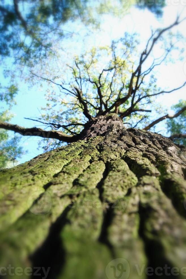 Looking up at tree in spring park photo