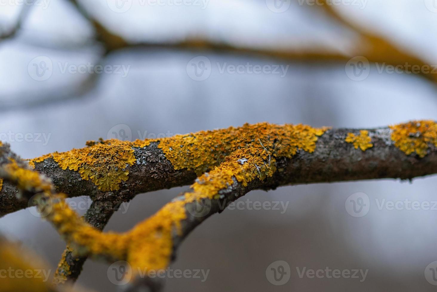 Apple tree branches with lichen - maintenance of garden trees in spring photo