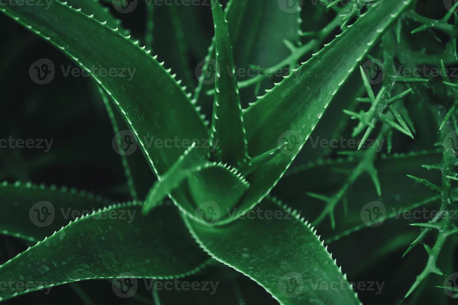 Aloe vera plant closeup, dark green succulent plants photo