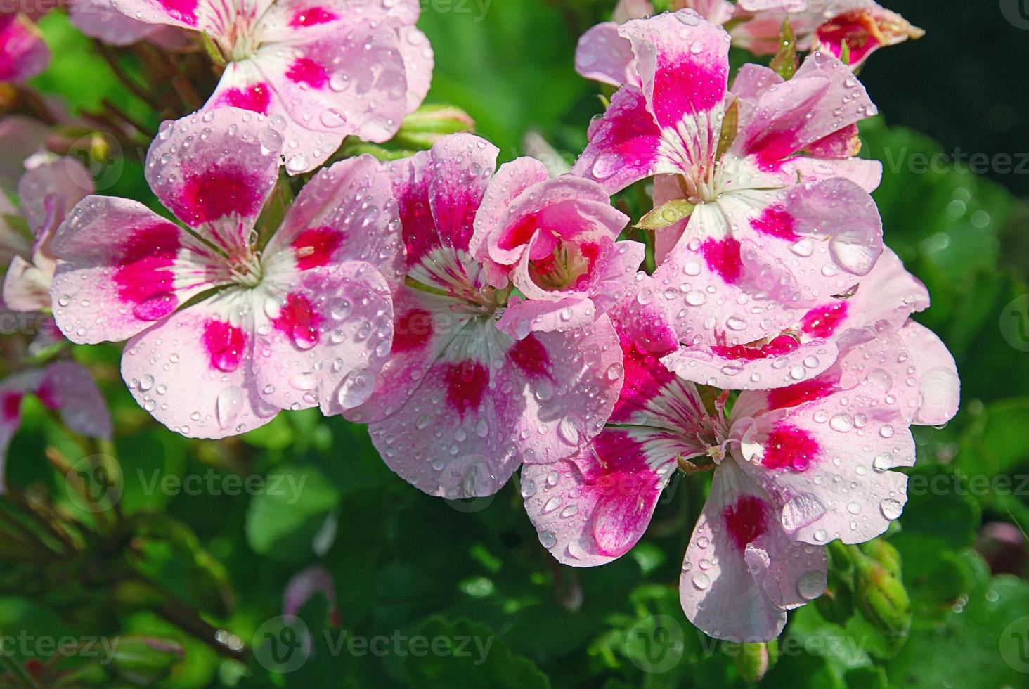 Pink geranium in summer garden wet after rain photo