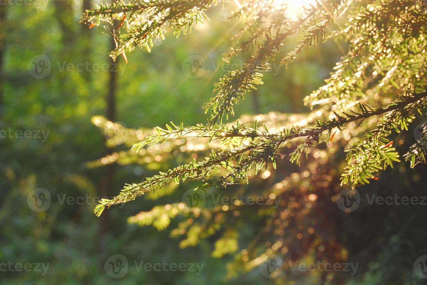 Sun rays shine through pine tree branches in the forest in spring photo