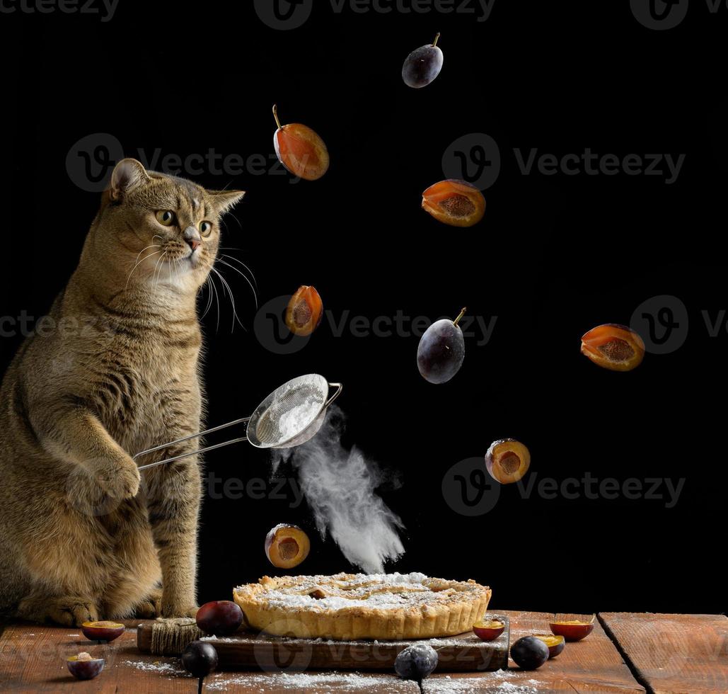 Gray cat and pie photo