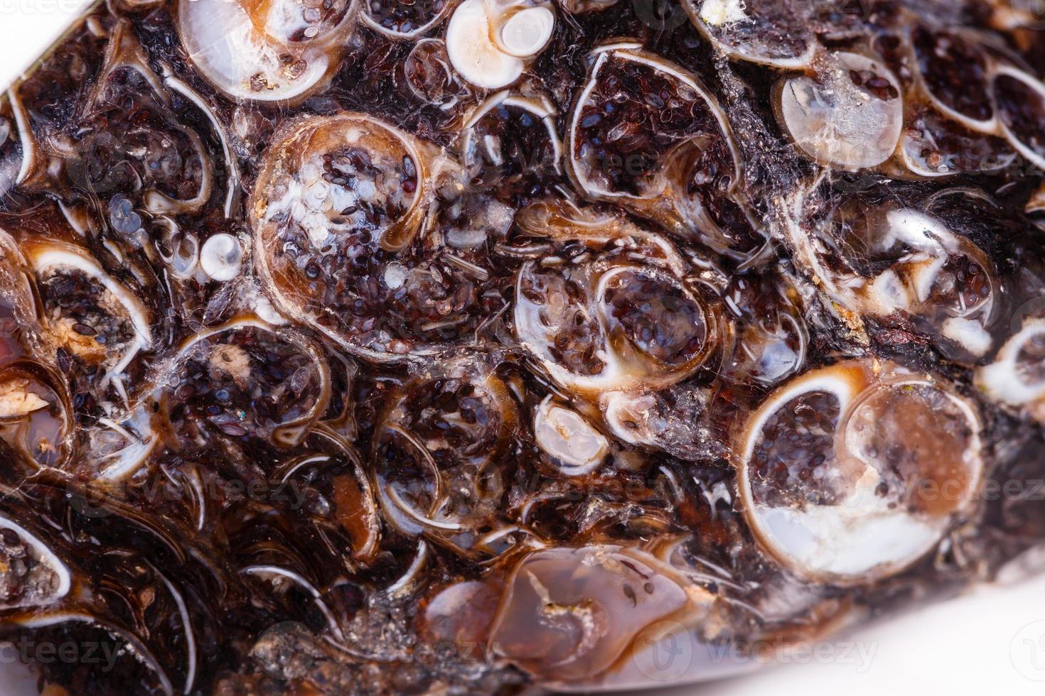 Macro mineral agate fossil fossilized with fossilized turtles on white background photo