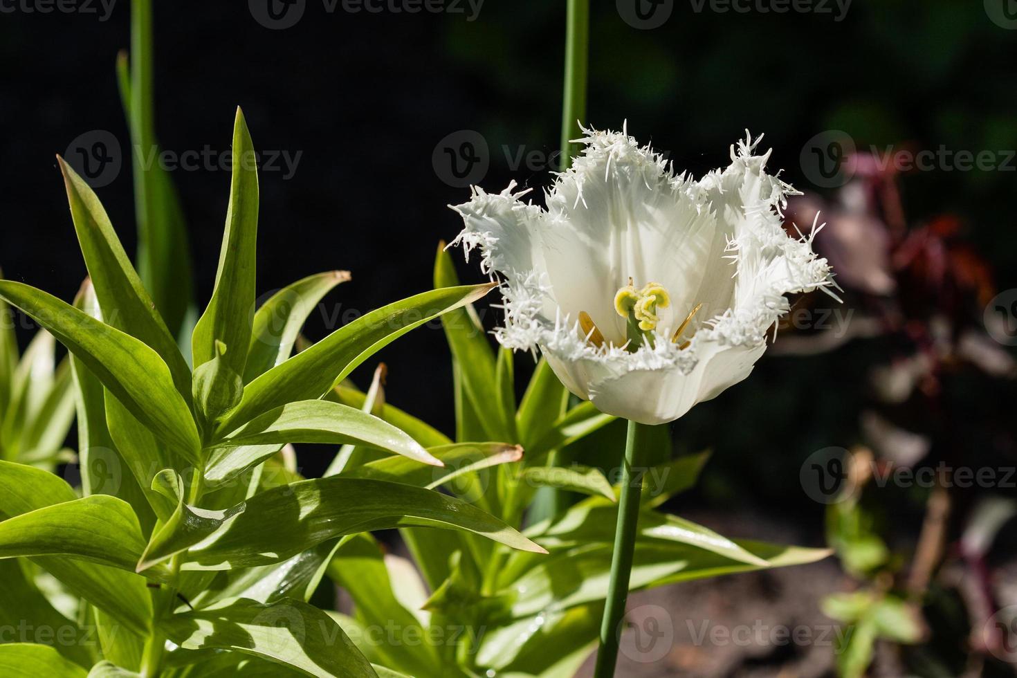 Macro of spring white tulips photo