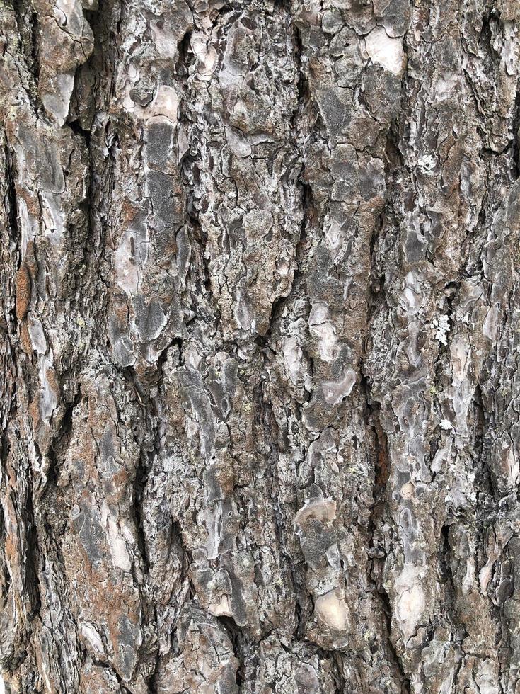 pine, cracked bark of an old tree, texture, abstract background photo