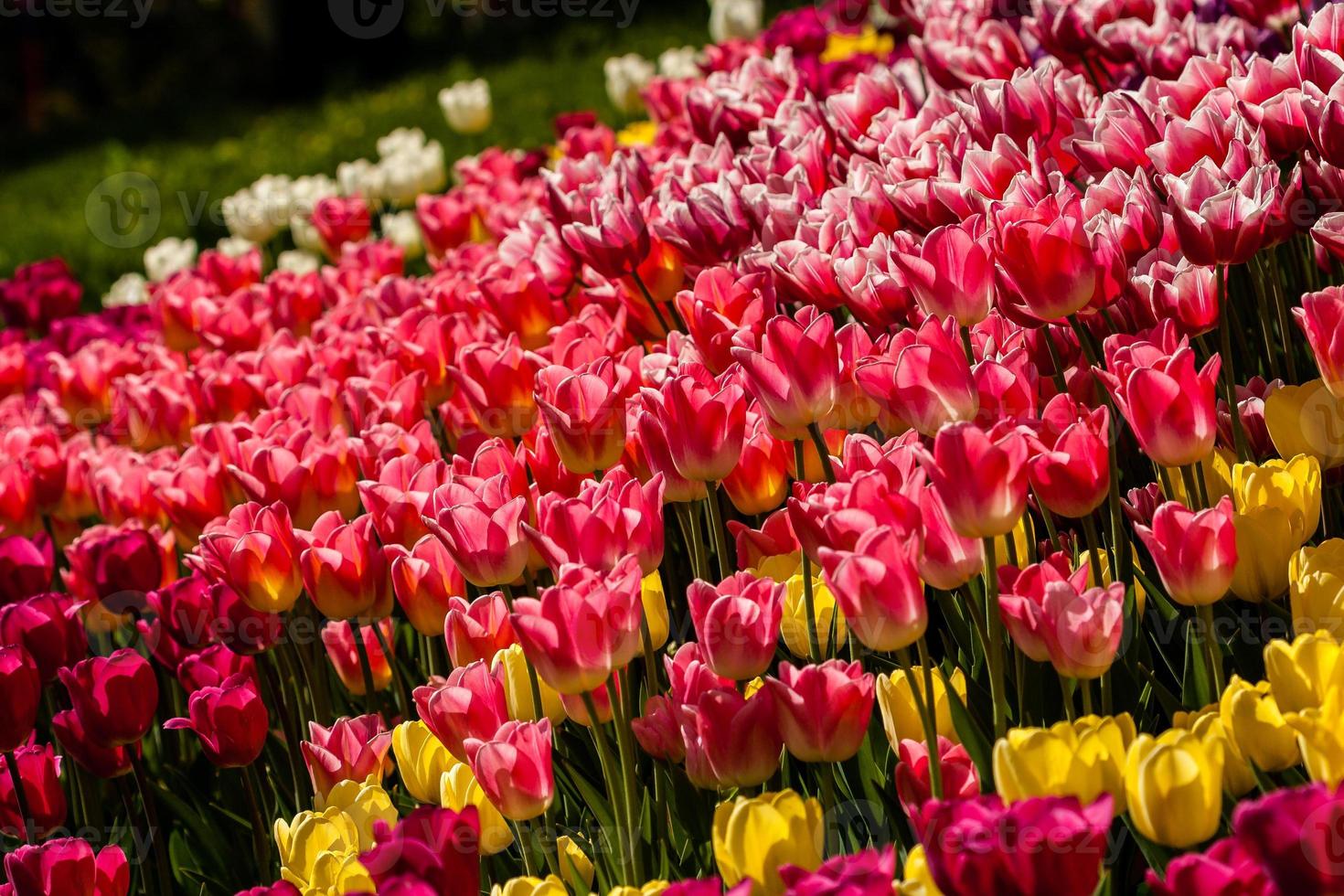 Spring field of colorful tulips photo