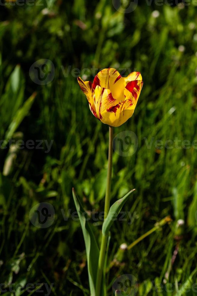 macro de tulipanes amarillos sobre un fondo de hierba verde foto