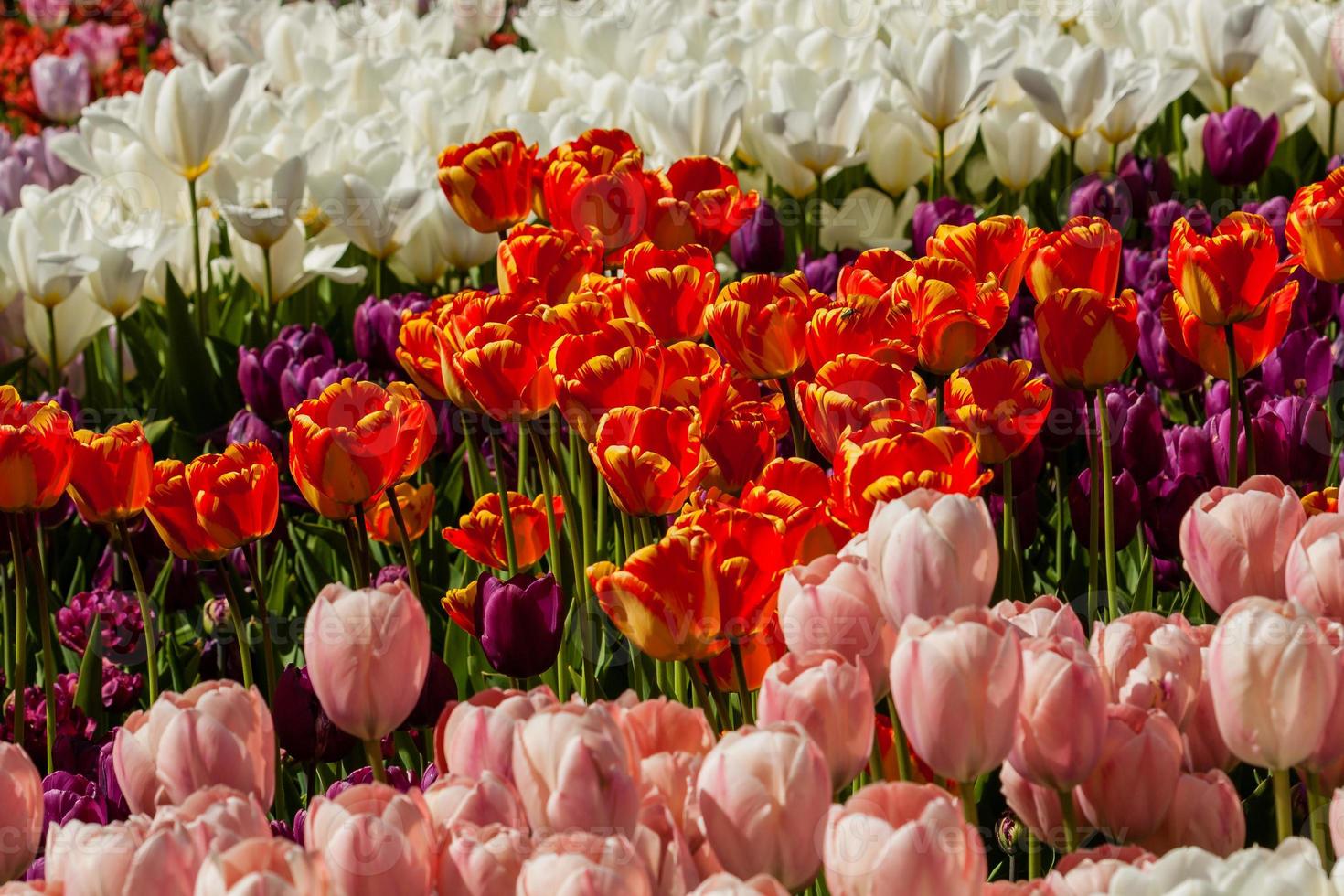 Spring field of colorful tulips photo