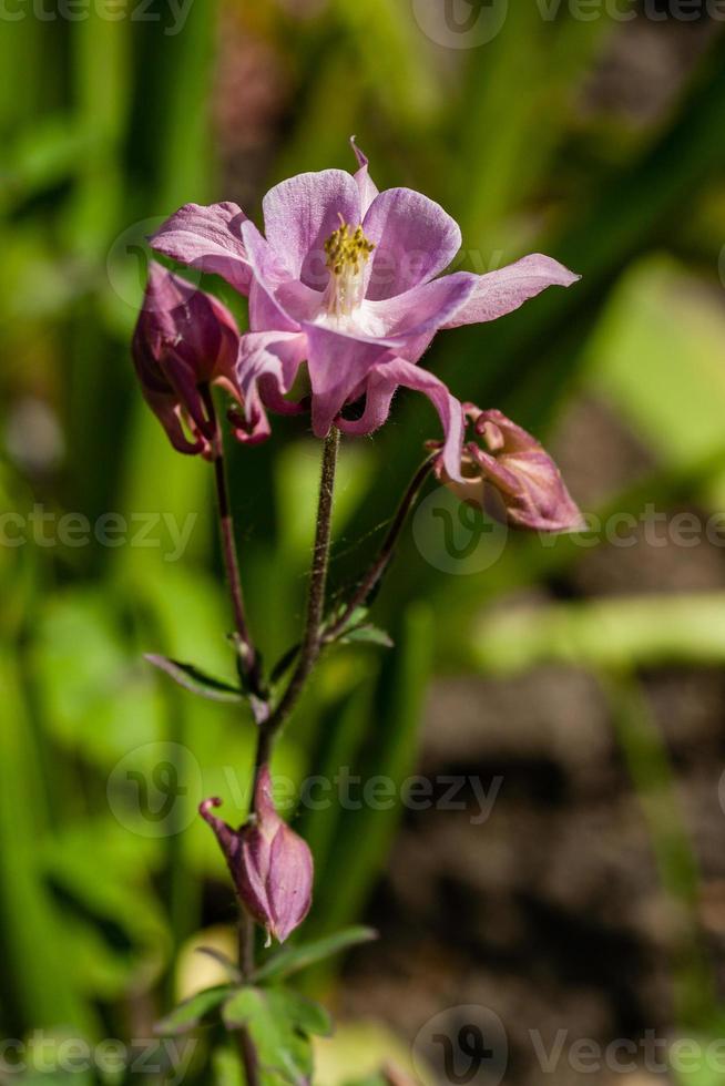 macro de flores florecientes foto