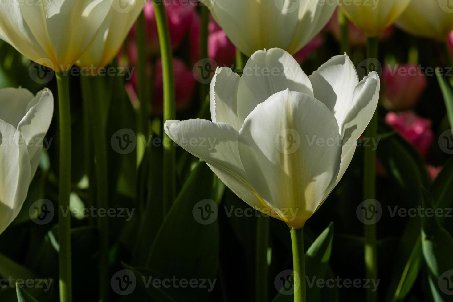 Macro of white tulips on a background of green grass photo