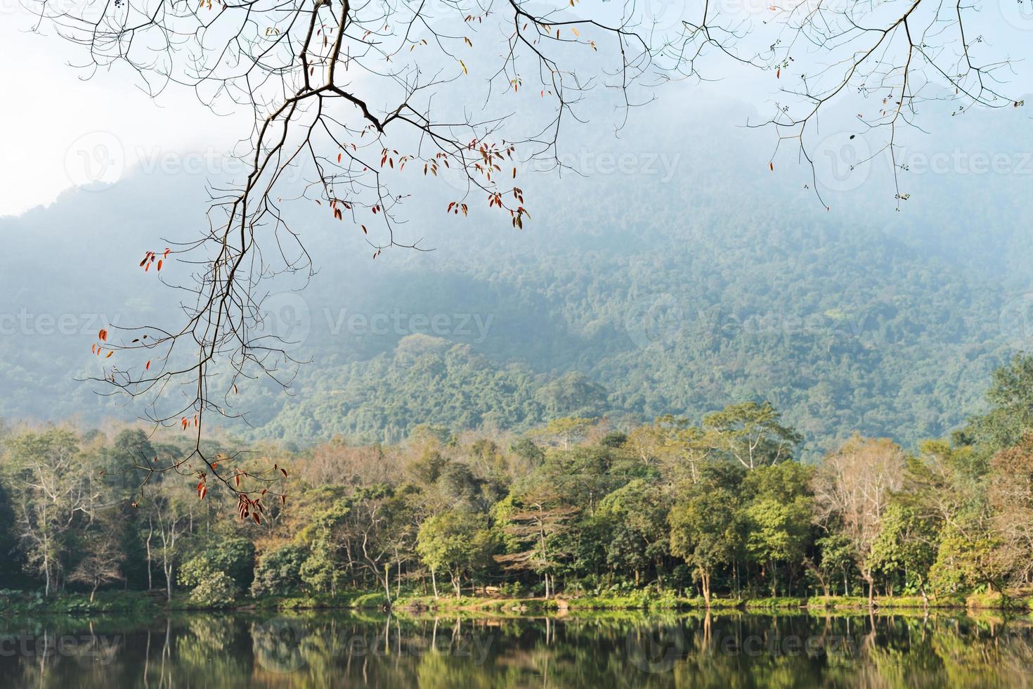 the image of the forest by the lake photo