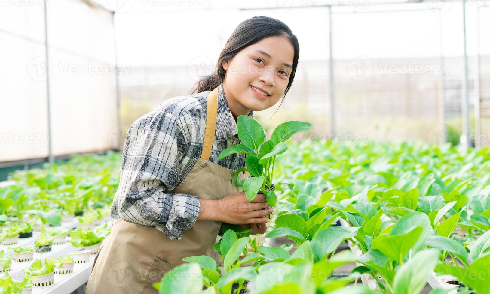 image of asian female farmer in her hydroponic vegetable garden photo
