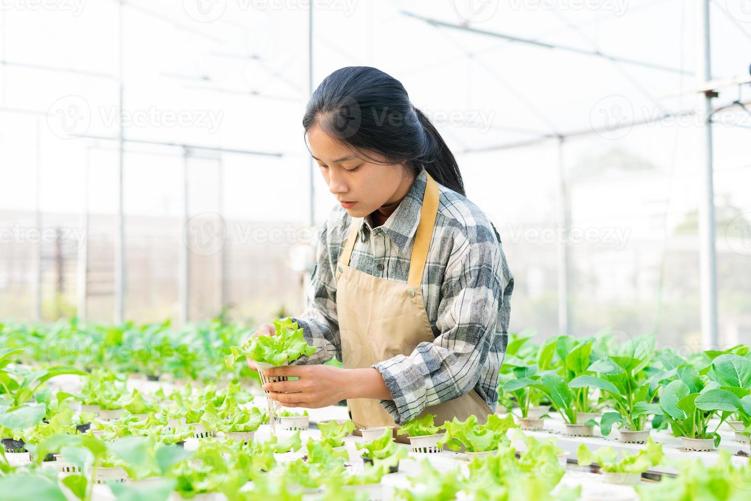 image of asian female farmer in her hydroponic vegetable garden photo